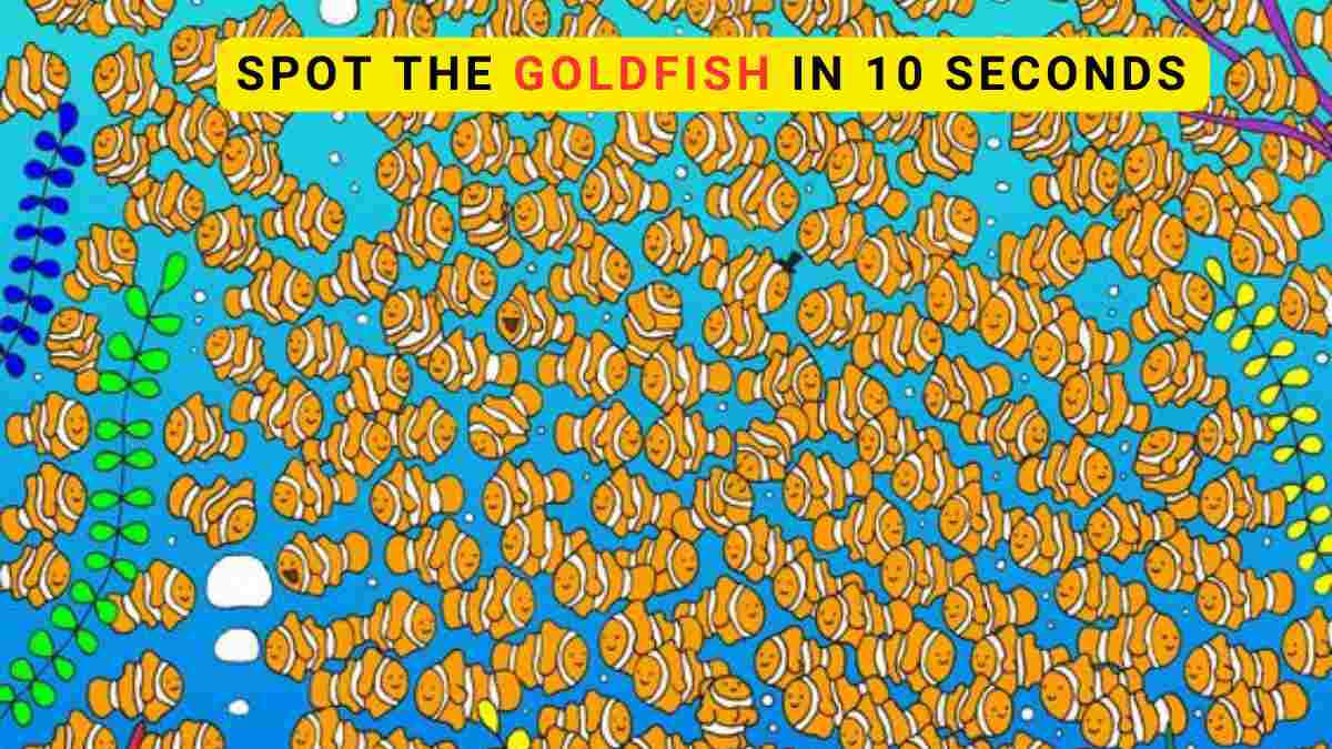 Find the Goldfish