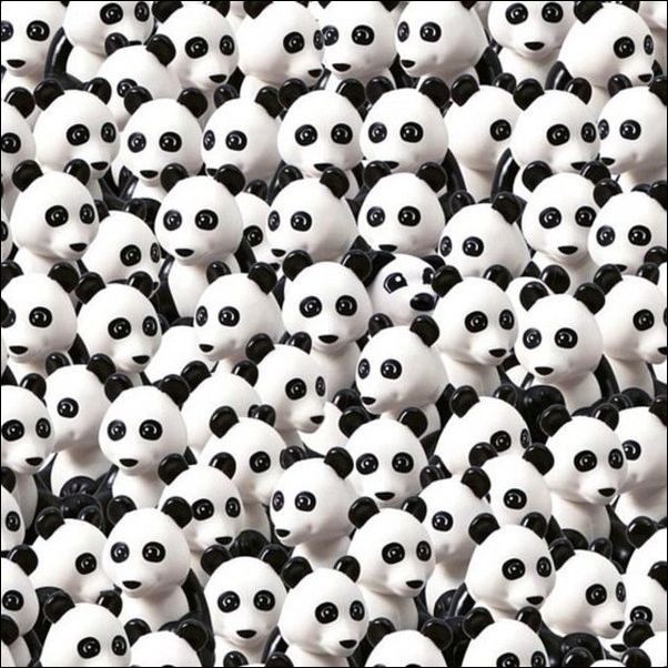 Dog amongst Pandas