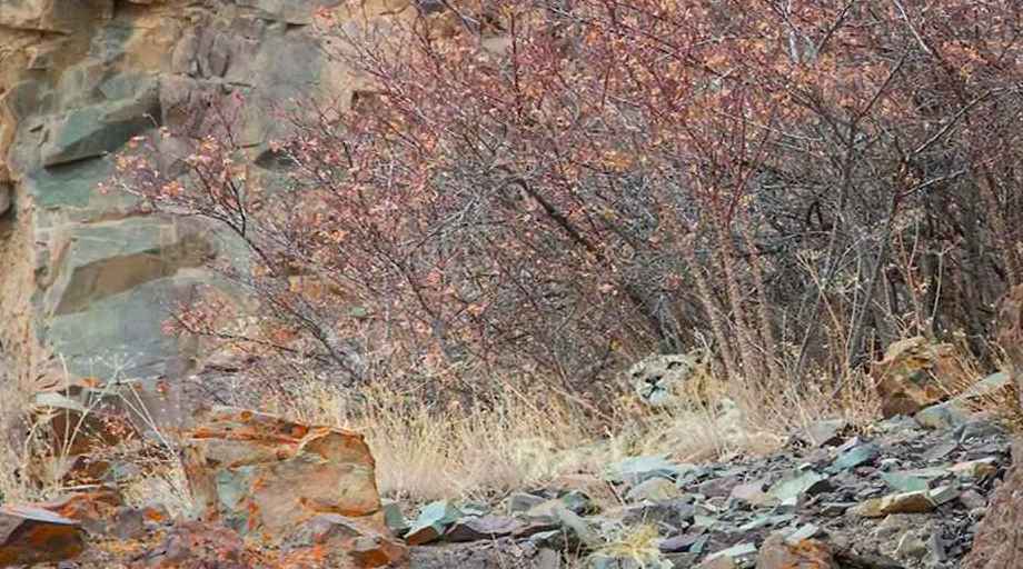Find the leopard